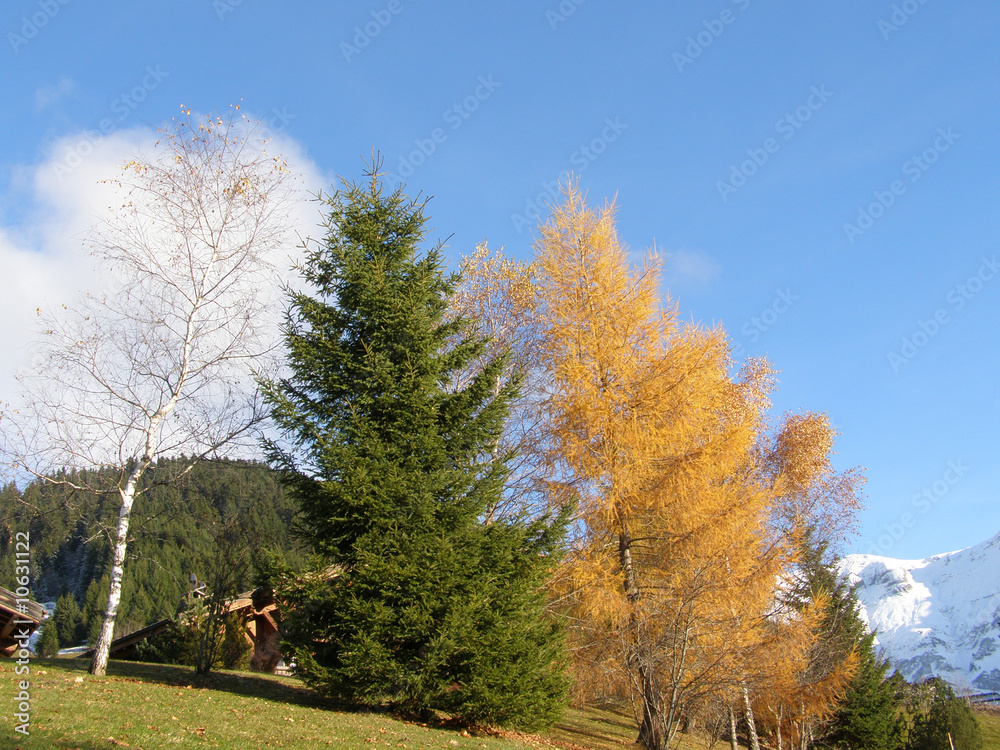 Fototapeta premium Bouquet d'arbres en automne