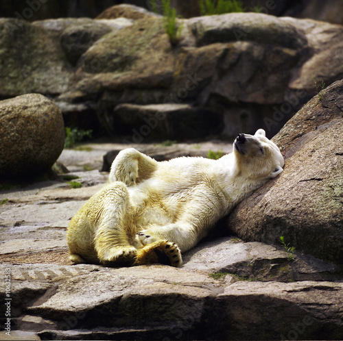 Fauler Eisbär