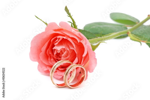 Rose und rings