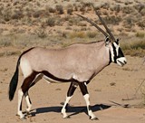 oryx in kalahari desert