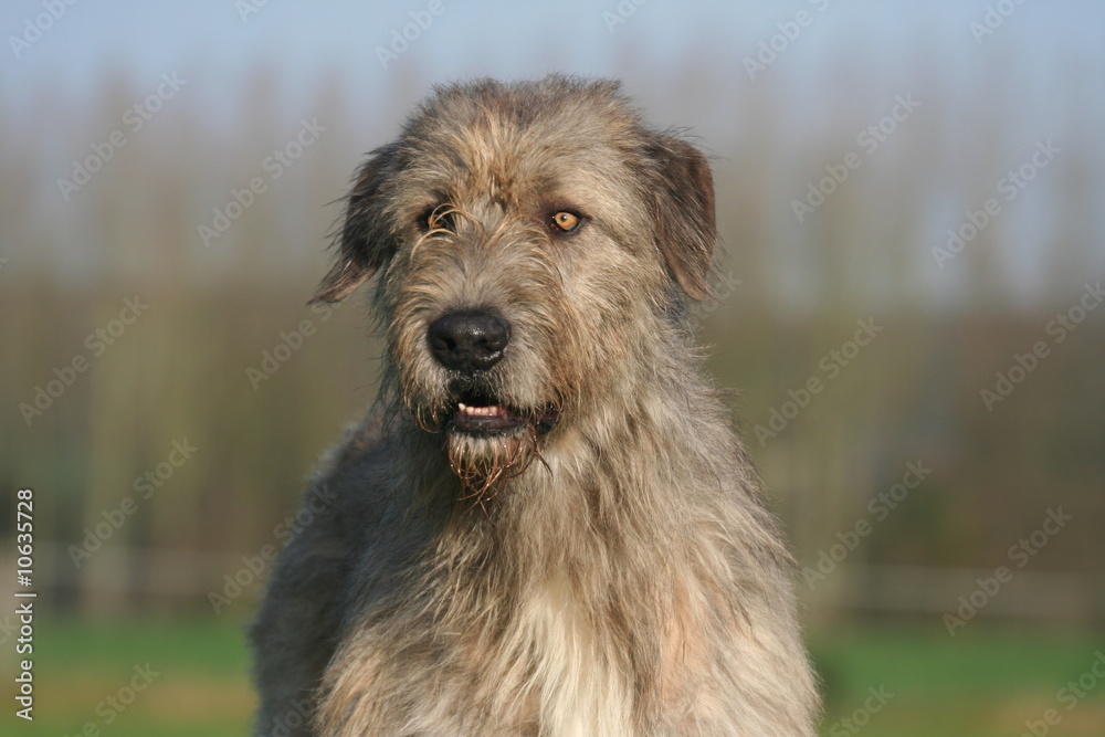 Fototapeta premium Le regard clair du Lévrier Irlandais