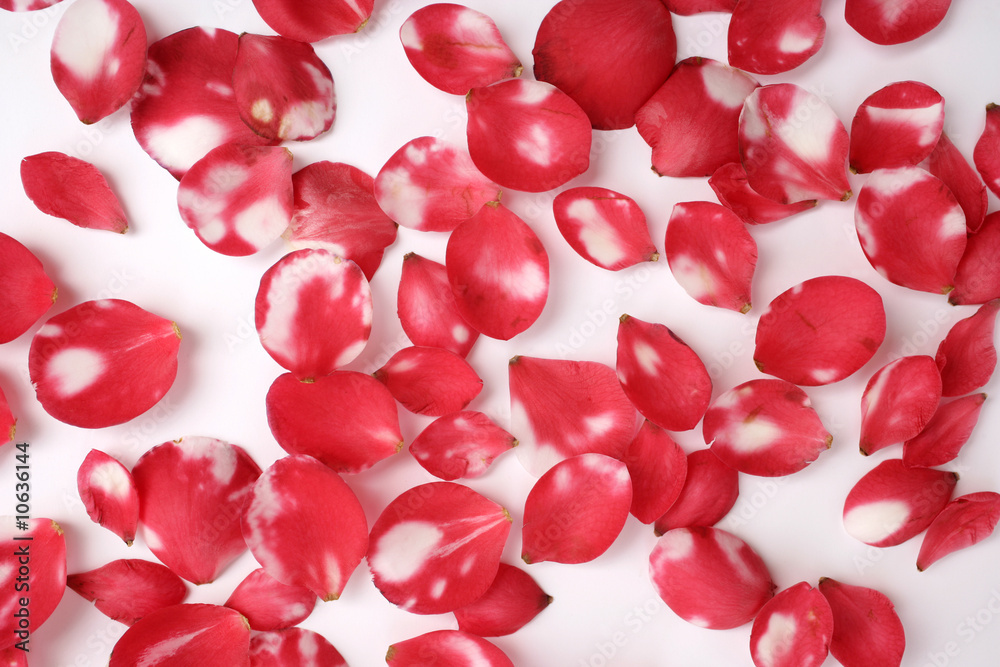 a background image of rose petals on white a background image of rose petals on white