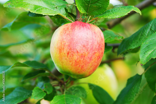 Wallpaper Mural Apple tree Torontodigital.ca
