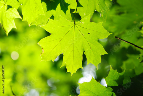 Green leaves background