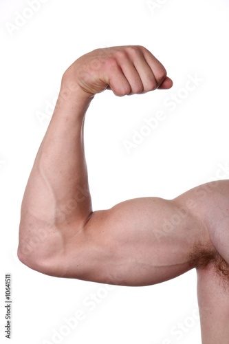 Bicep Muscles (Isolated)