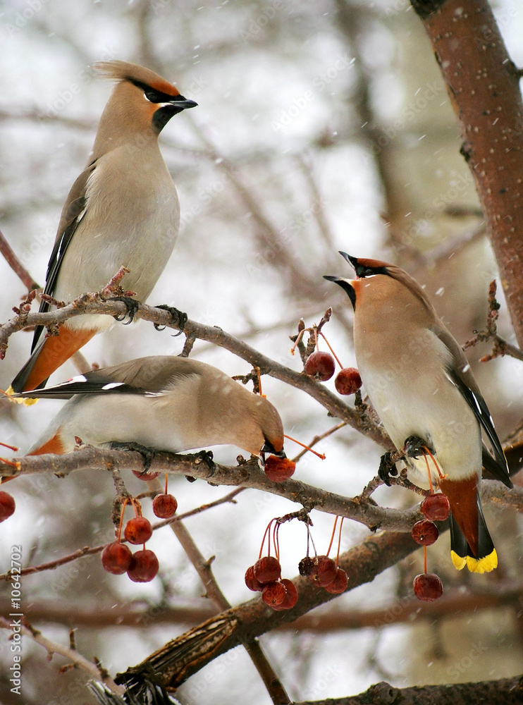 Three cedar waxwings eating an crab apples Three cedar waxwings eating an crab apples