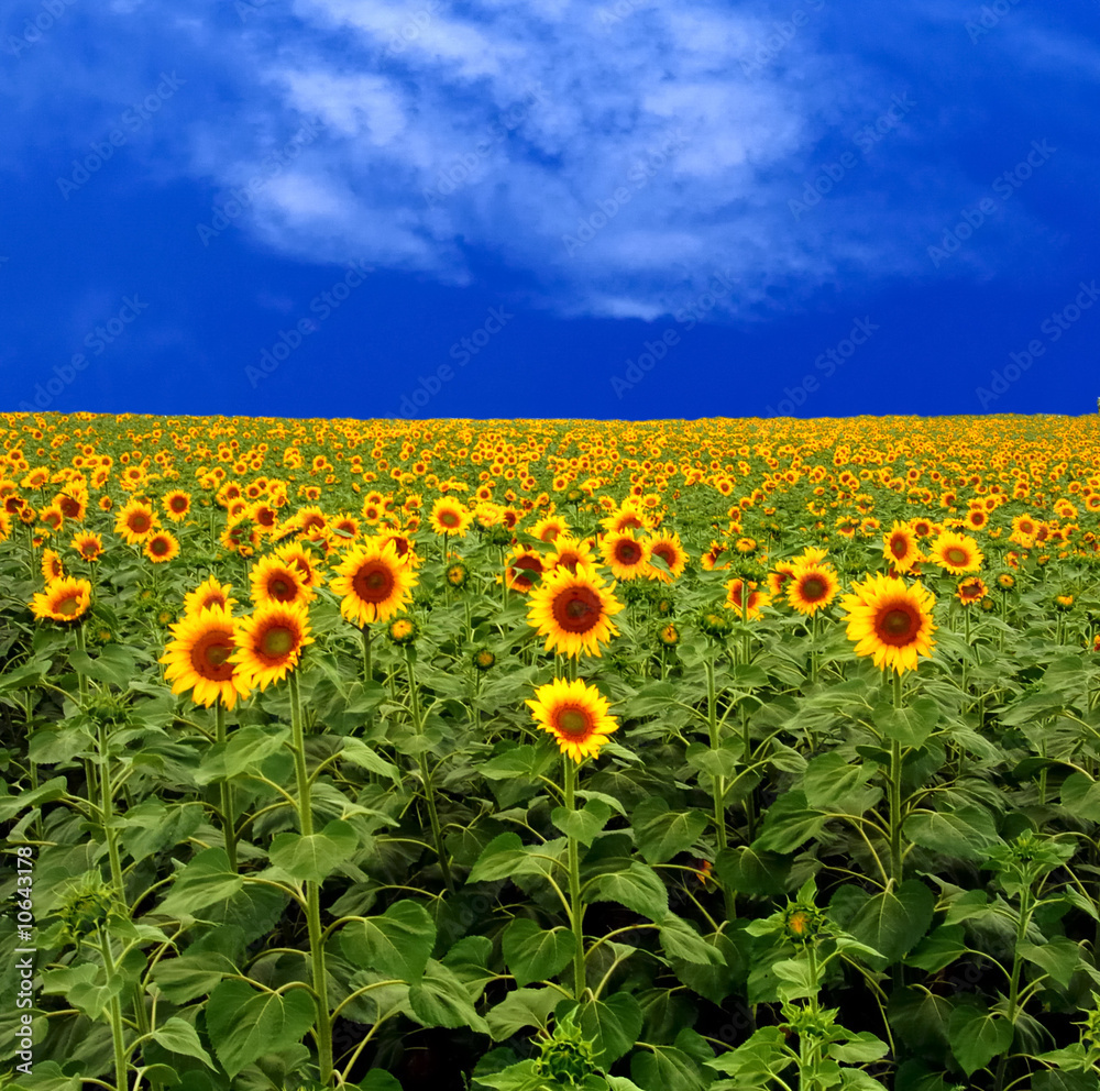 Fototapeta premium sun flower at field