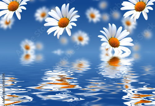 Camomile background