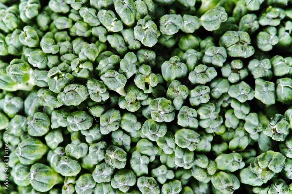 closeup of broccoli texture closeup of broccoli texture