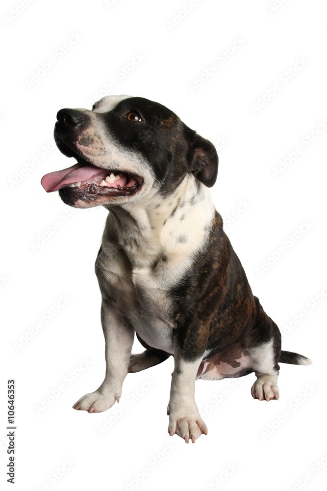 Staffie Dog Portrait