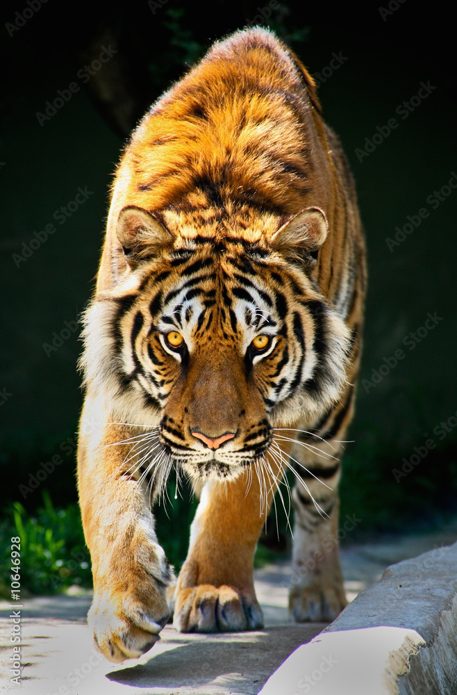 Naklejka premium tygrys spacerujący wpatrzony w oczy Tiger Panthera tigris altaica