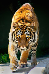 Fotobehang Tijger Wandelende tijger met starende blik  © Ludmila