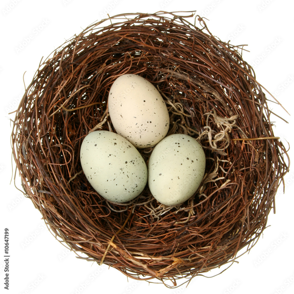 Obraz premium Bird nest with eggs isolated on white