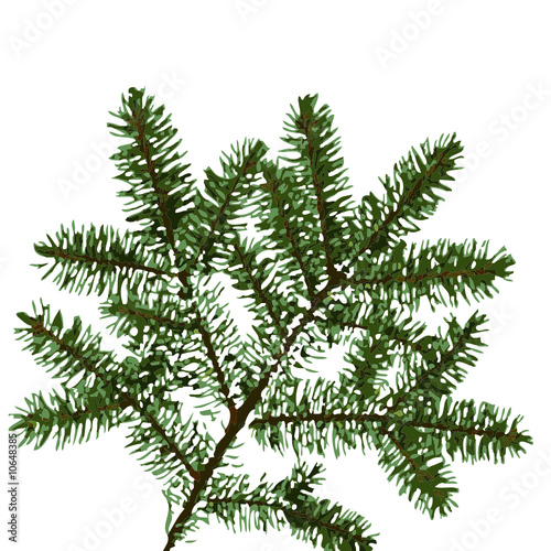 Branch of picea.