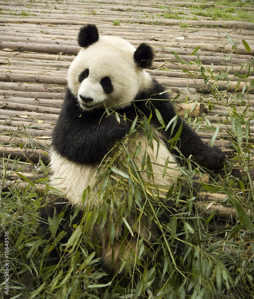 Obraz premium panda feeding