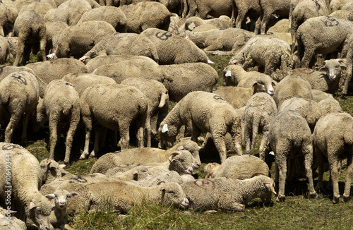 moutons dans un pré