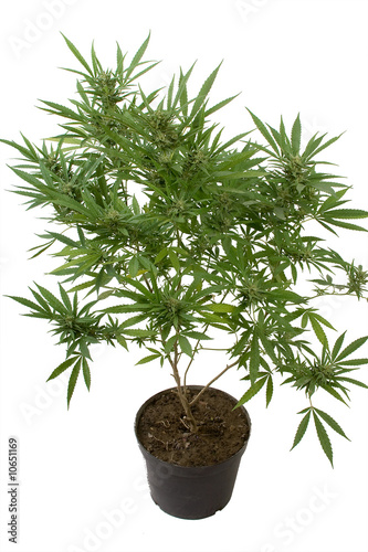 Plant de cannabis en pot
