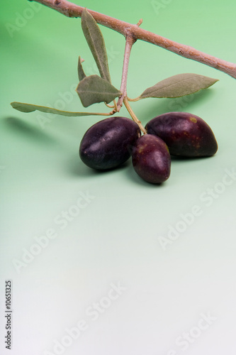 Olives noires et rameau d'olivier sur fond dégradé blanc au ver
