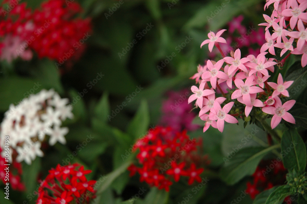 flower flower