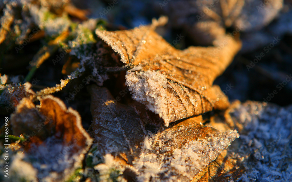 Frost Frost