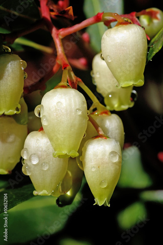 Strawberry Tree Flower photo