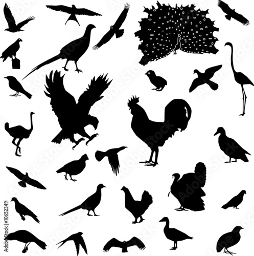 bird silhouette vector