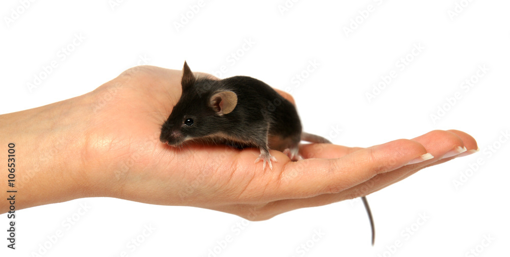 souris noire sur une main Stock Photo