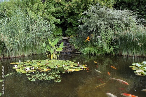 jardin aquatique