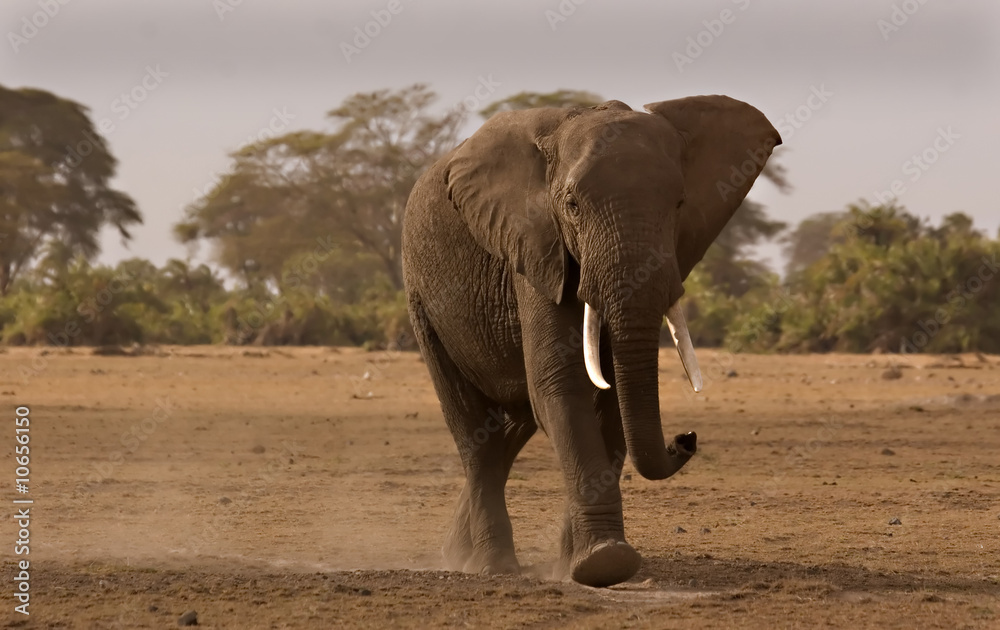 Obraz premium Elephant in Amboseli
