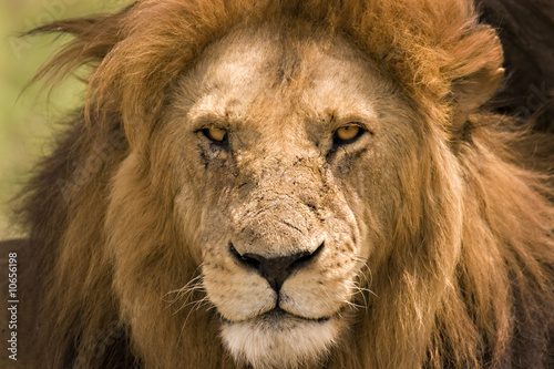 Close up of a lion