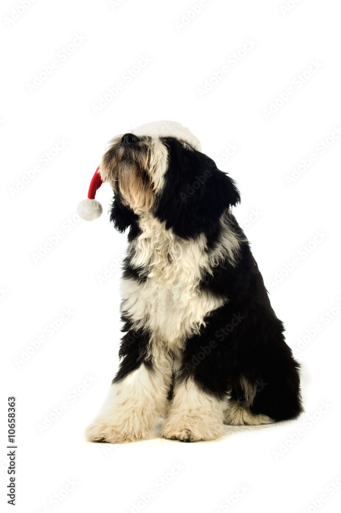 Tibetan Terrier puppy with a santa hat on Tibetan Terrier puppy with a santa hat on