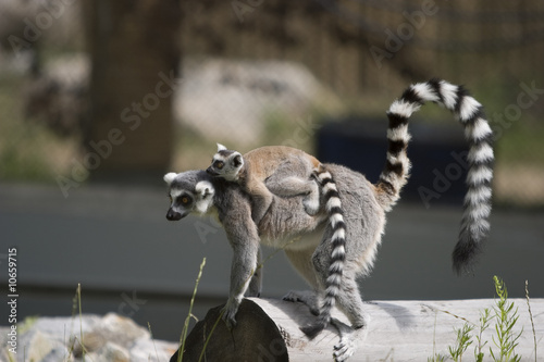 Lemur carrying baby