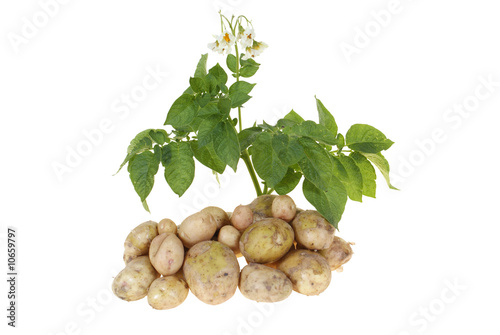 potato