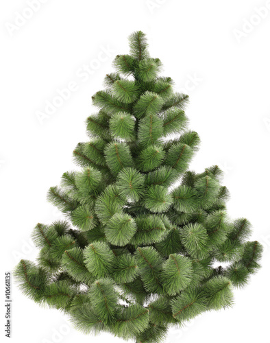 Green christmas pine without decoration. Isolated.