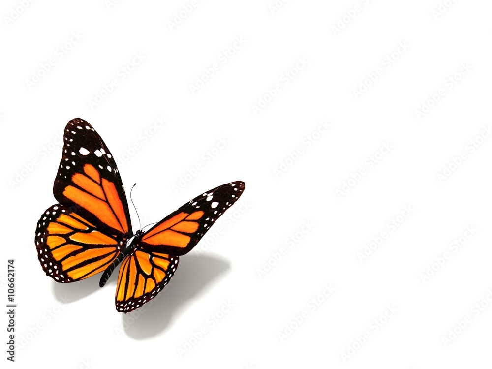 Fototapeta premium butterfly