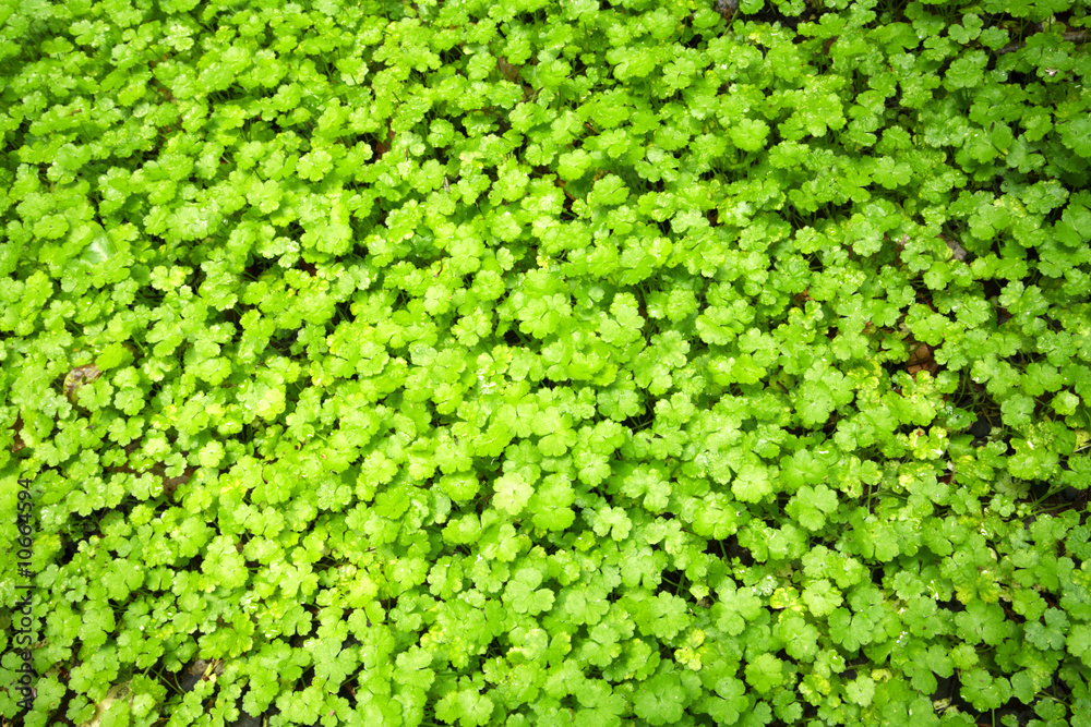 Leaves Leaves
