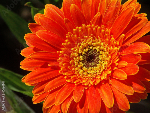 fleur de gerbera orange