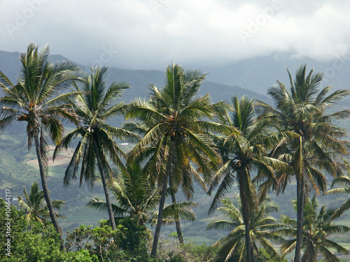cocotiers sur fond de montagnes, île de la Réunion © Unclesam