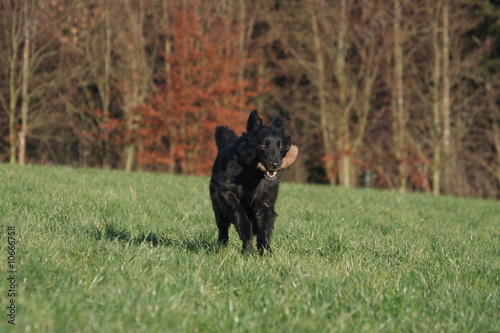 Hovawart noir heureux en liberté © Dogs