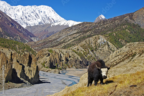 Yak on a background of the nepalese landscape
