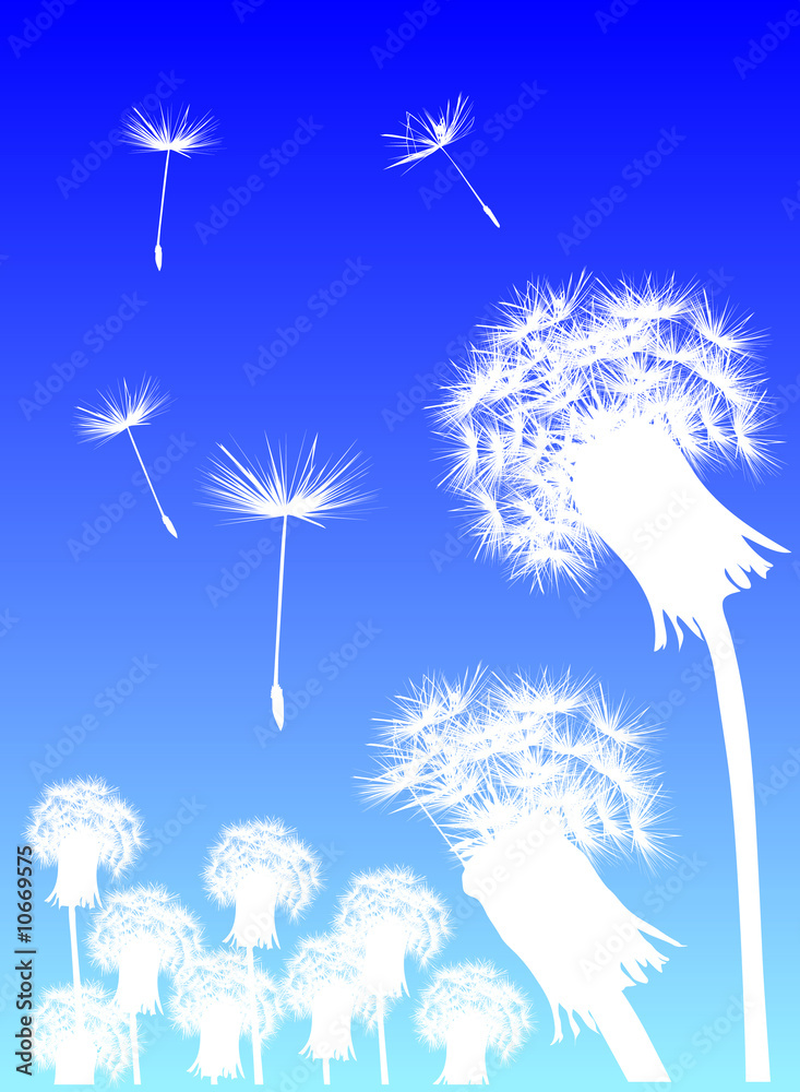Fototapeta premium white dandelions and blue sky