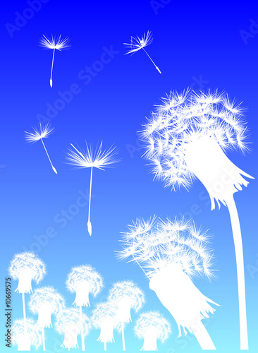 Fototapeta Naklejka Na Ścianę i Meble -  white dandelions and blue sky