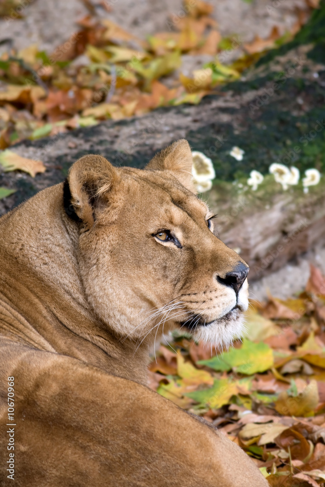 Obraz premium Lioness