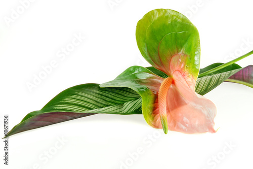 Anthurium 2