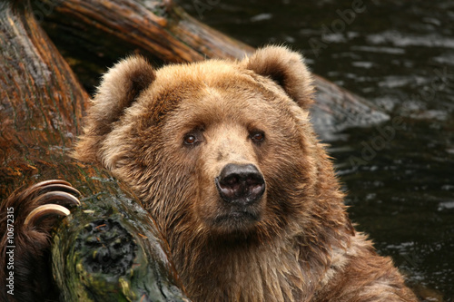 Bear in the water looking at you