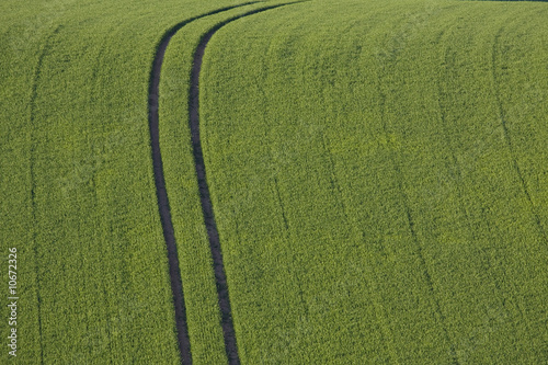 Fahrspur eines Traktors in einem Weizenfeld