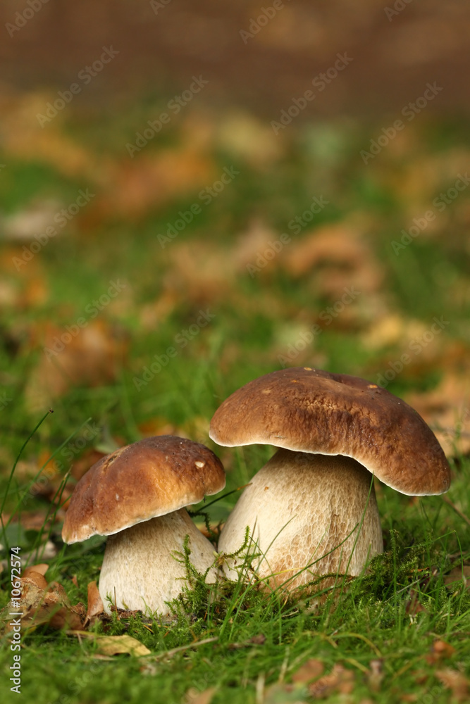 Autumn scene: two mushrooms Autumn scene: two mushrooms