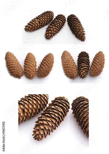 pine cones isolated on white
