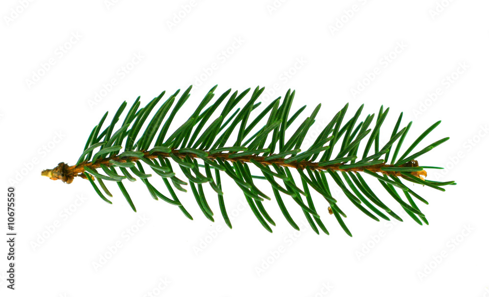 fir-trees branch isolated on white background fir-trees branch isolated on white background