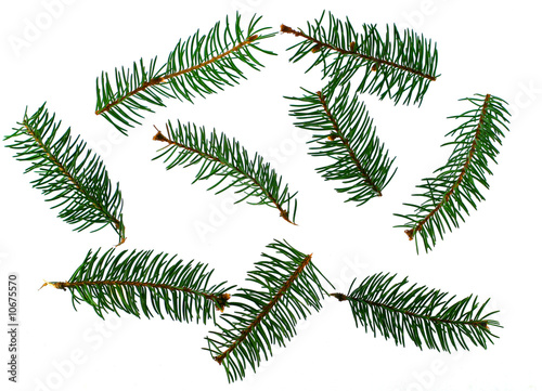 Several fir-trees branches isolated on white background